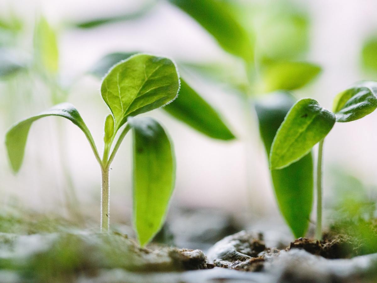 How to Grow Business&nbsp;Organically